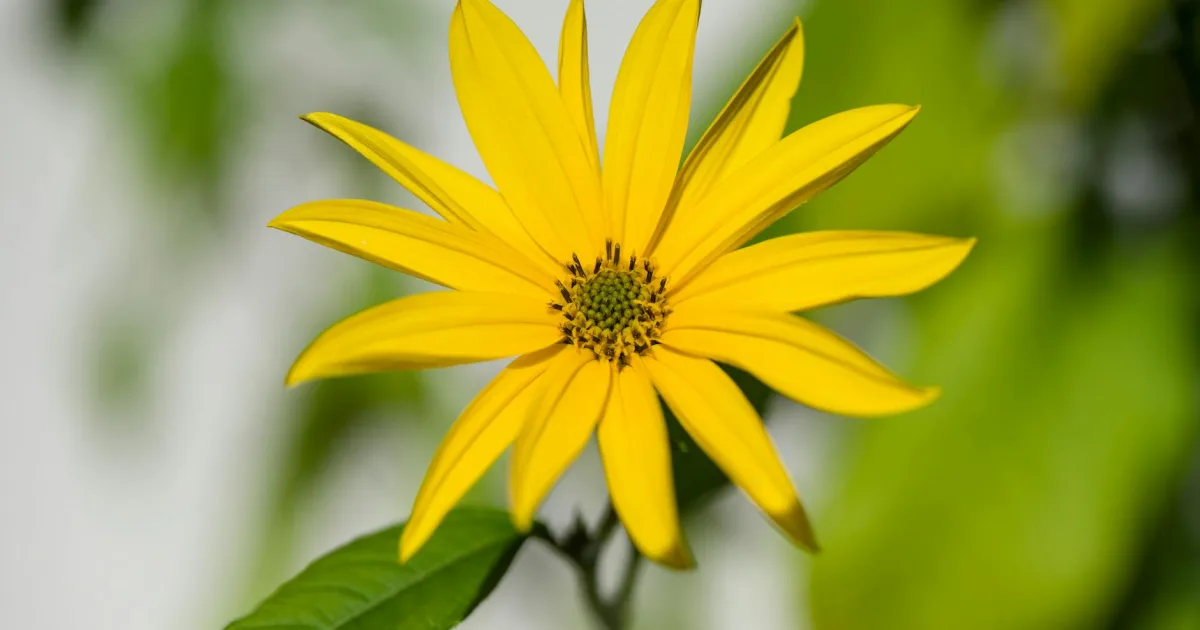 Downtown Adonis, WV, WV