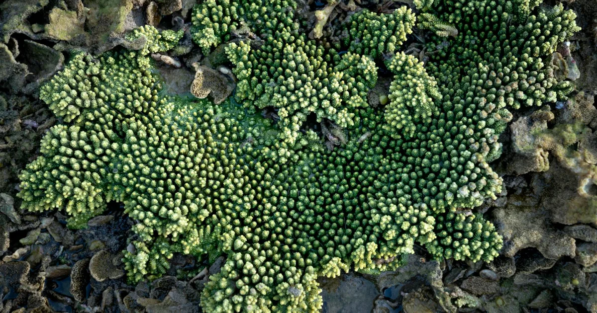 Downtown Albion, IA, IA