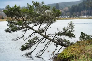 Downtown Alderwood Manor, WA, WA