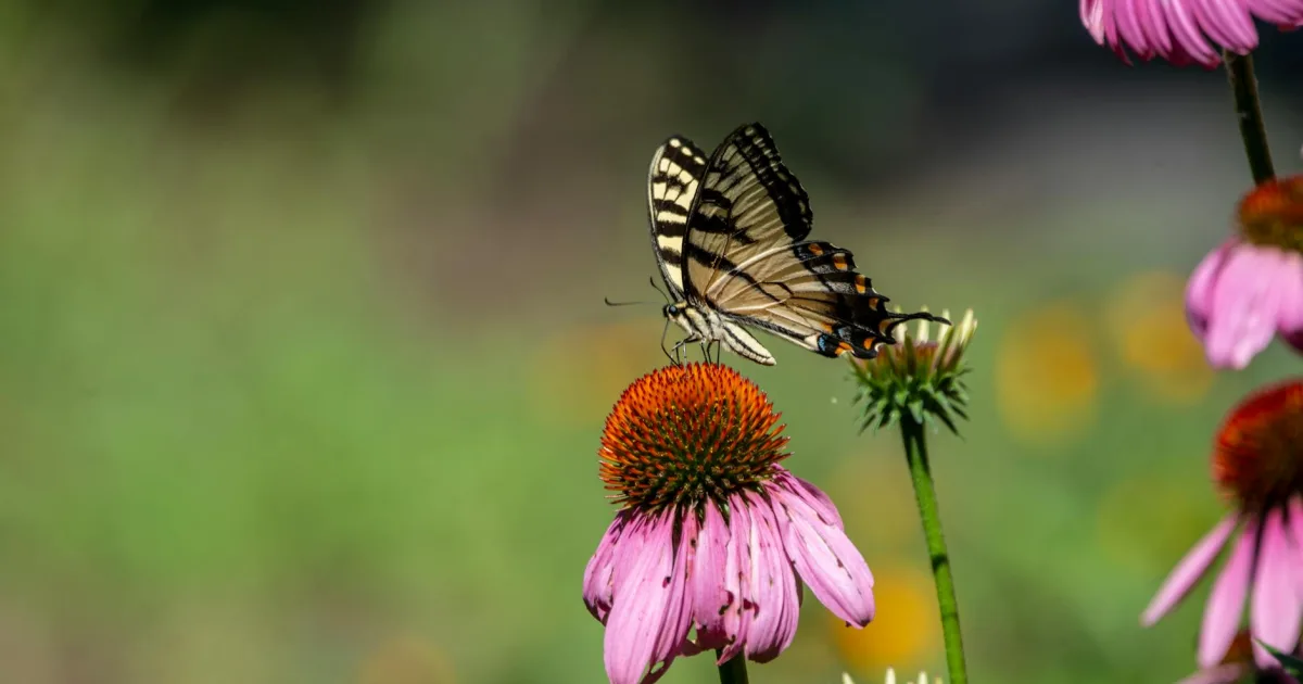 Downtown Allentown, NJ, NJ