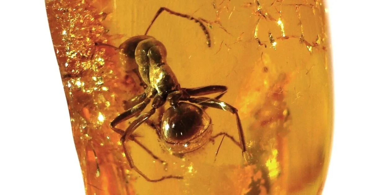 fossilized tree resin