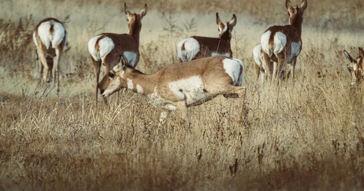 Downtown Antelope, CA, CA