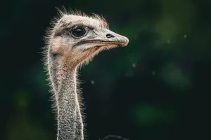 Downtown Apache, OK, OK