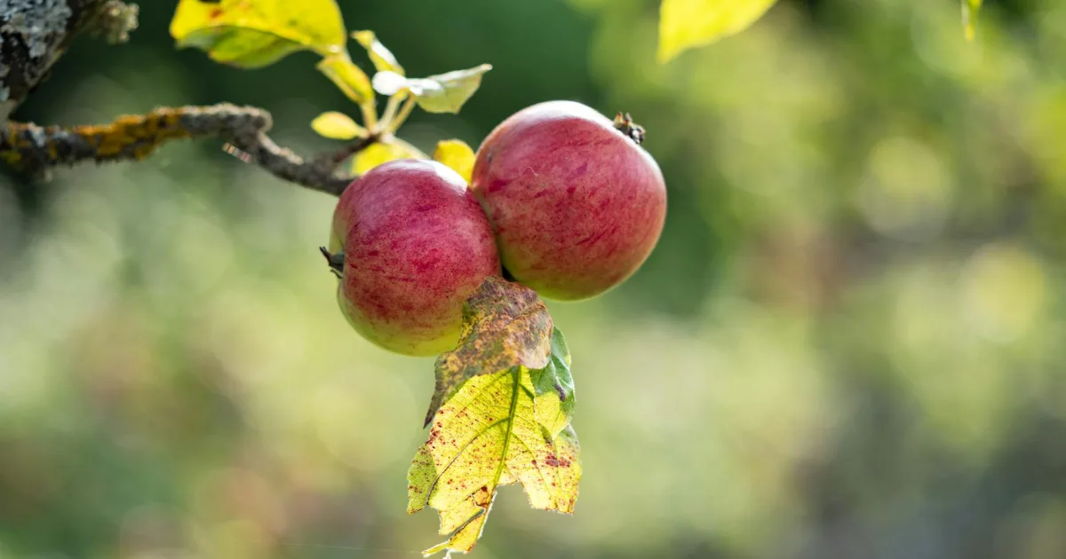 Downtown Apple Creek, OH, OH