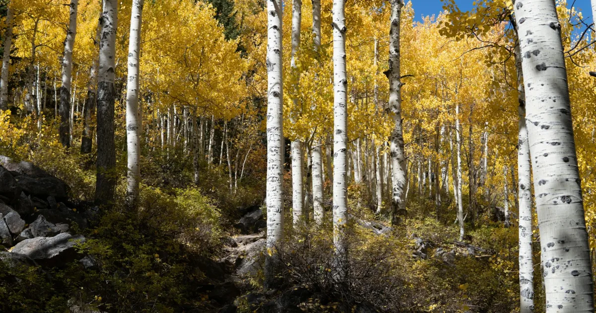 Downtown Aspen, CO, CO