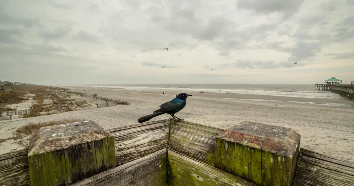 Downtown Atlantic Beach, NC, NC