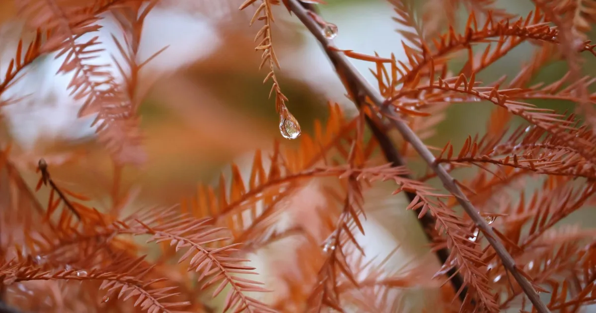 Downtown Auburn, OH, OH
