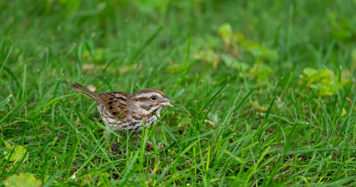 Downtown Audubon, PA, PA