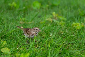 Downtown Audubon, PA, PA