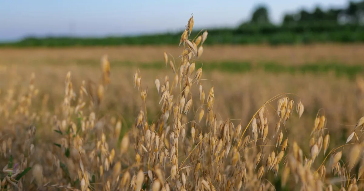 Downtown Avena, IL, IL