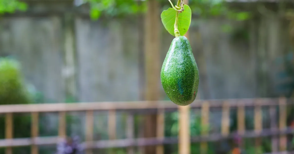 Downtown Avondale, IL, IL