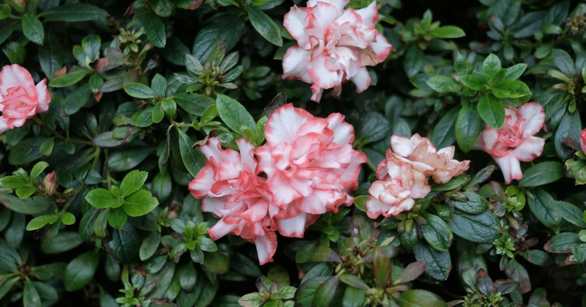 Downtown Azalea Park, FL, FL