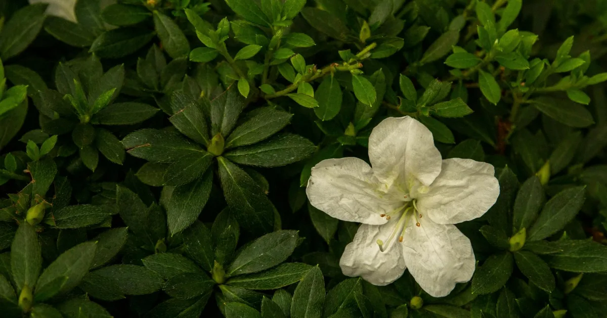 Downtown Azle, TX, TX