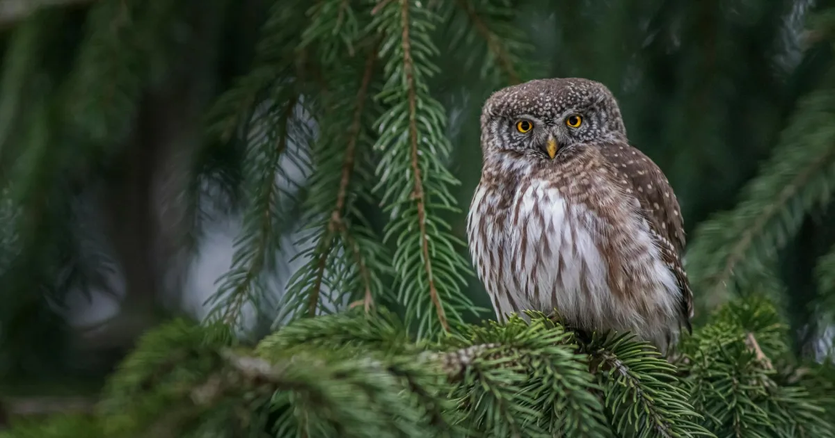 Downtown Bagley, MI, MI