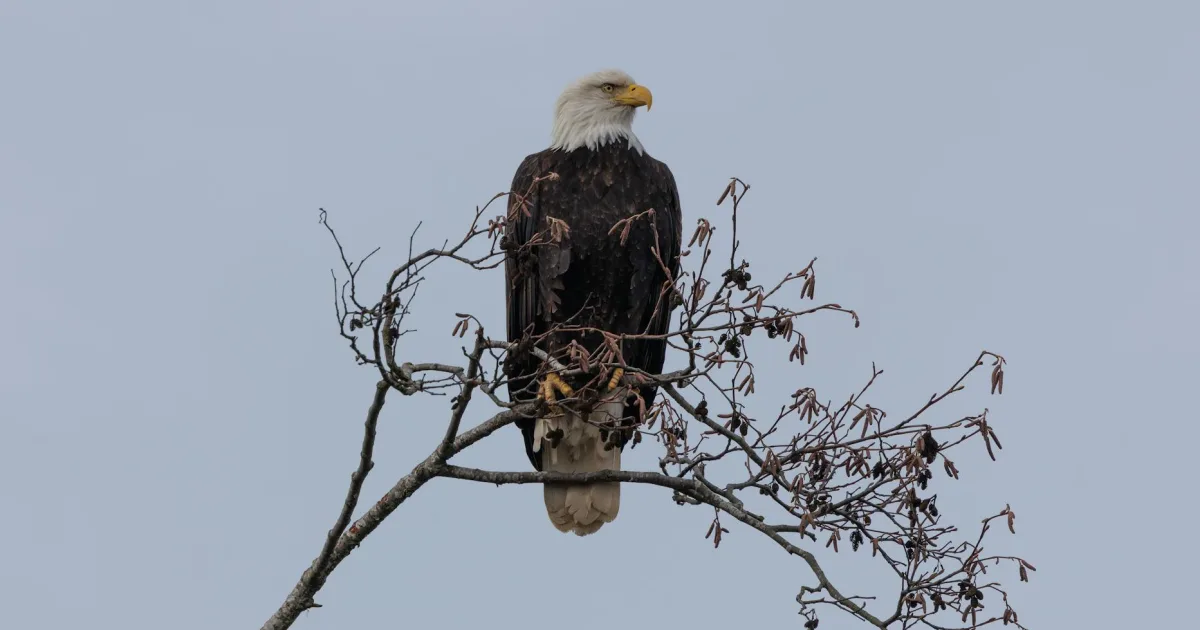 Downtown Bald Eagle, PA, PA