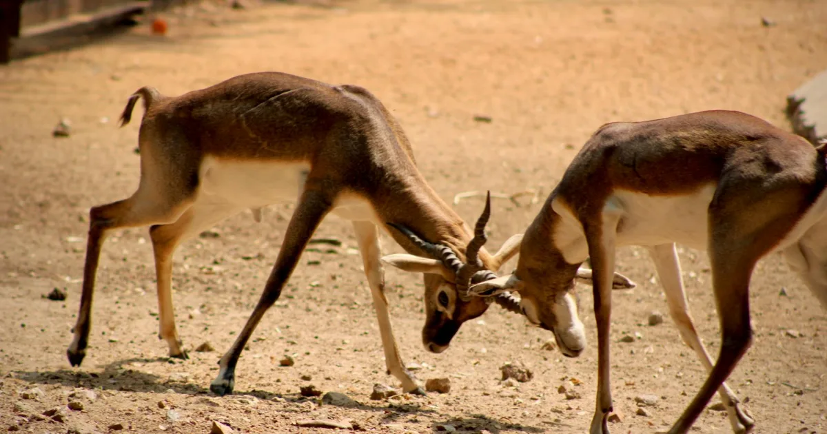 Downtown Battle Ground, IN, IN