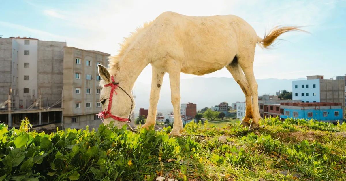 Downtown Bay Minette, AL, AL