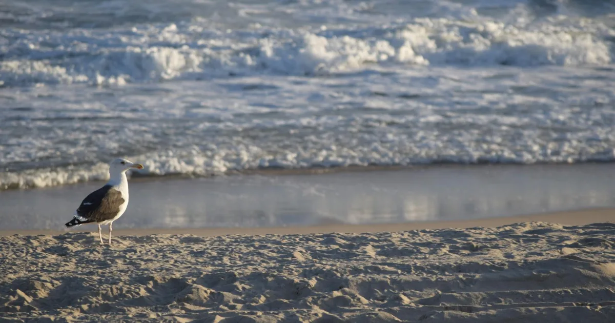 Downtown Beach Haven, NJ, NJ