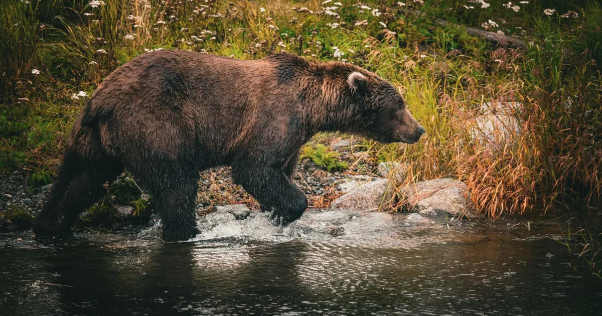 Downtown Bear Creek, AK, AK