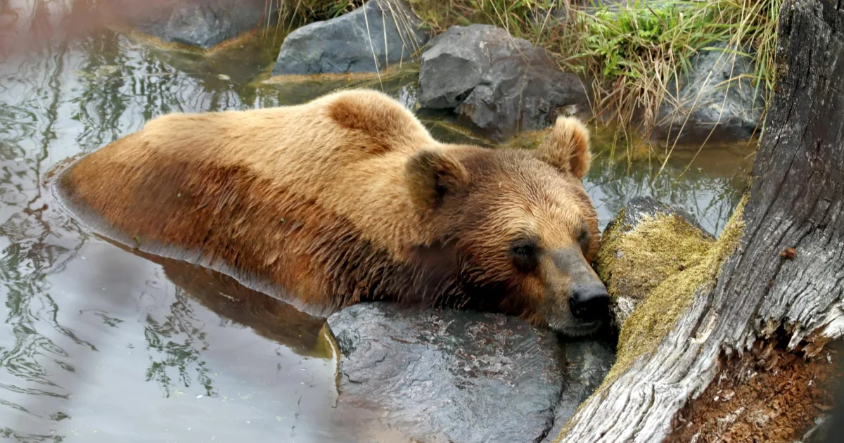 Downtown Bear Creek, AL, AL