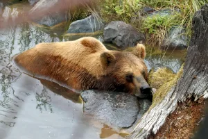 Downtown Bear Creek, AL, AL