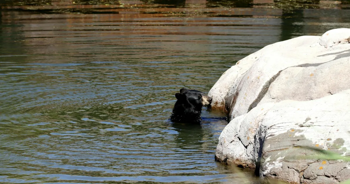 Downtown Bear Creek, TX, TX