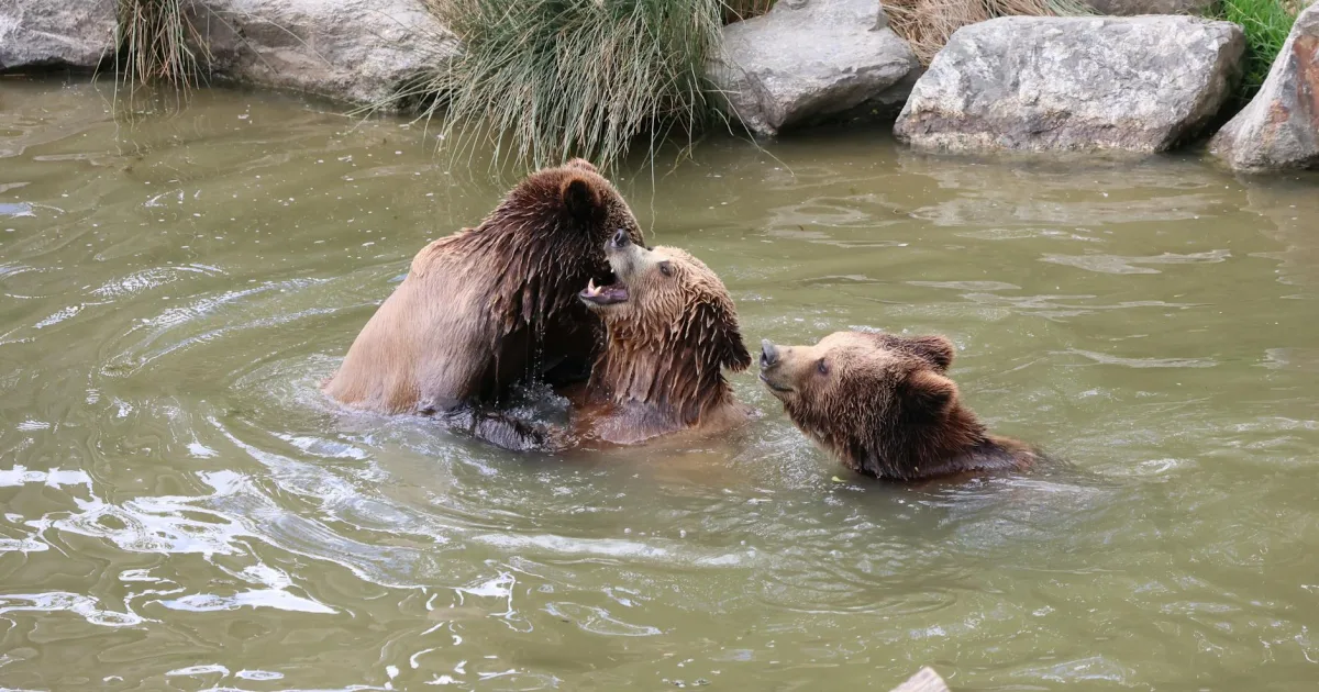 Downtown Bear Lake, PA, PA