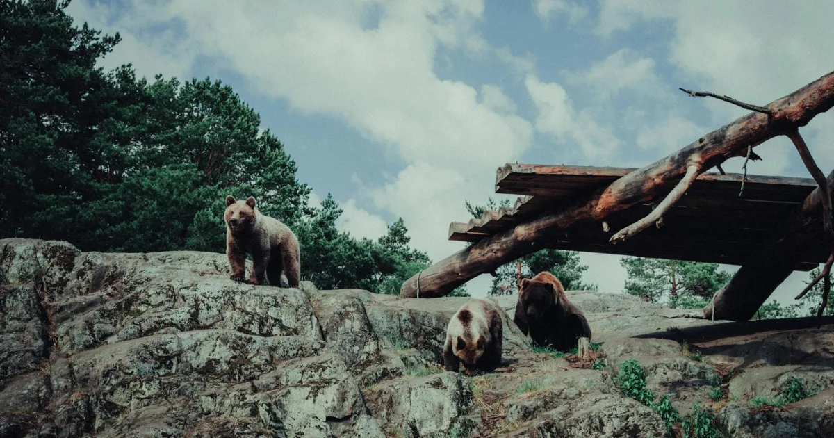 Downtown Bear Rocks, PA, PA