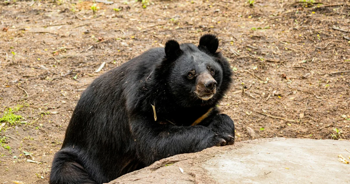 Downtown Bear Valley Springs, CA, CA