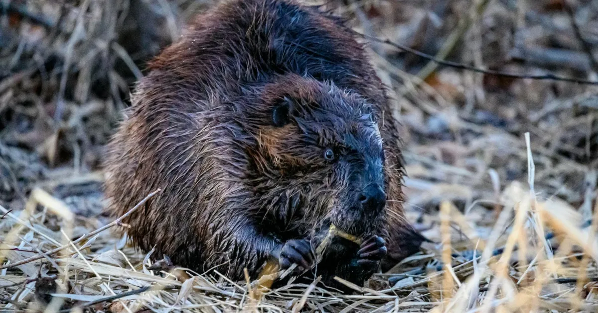 Downtown Beaver Dam, AZ, AZ