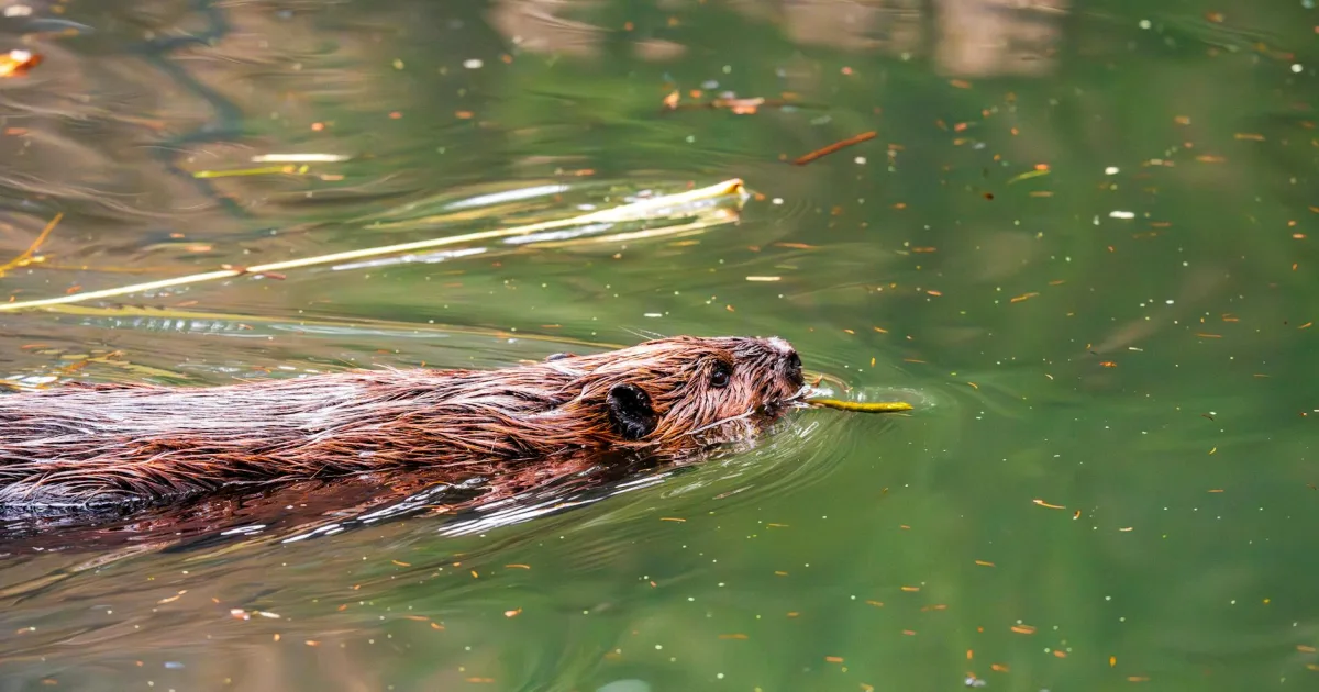 Downtown Beaver, WV, WV