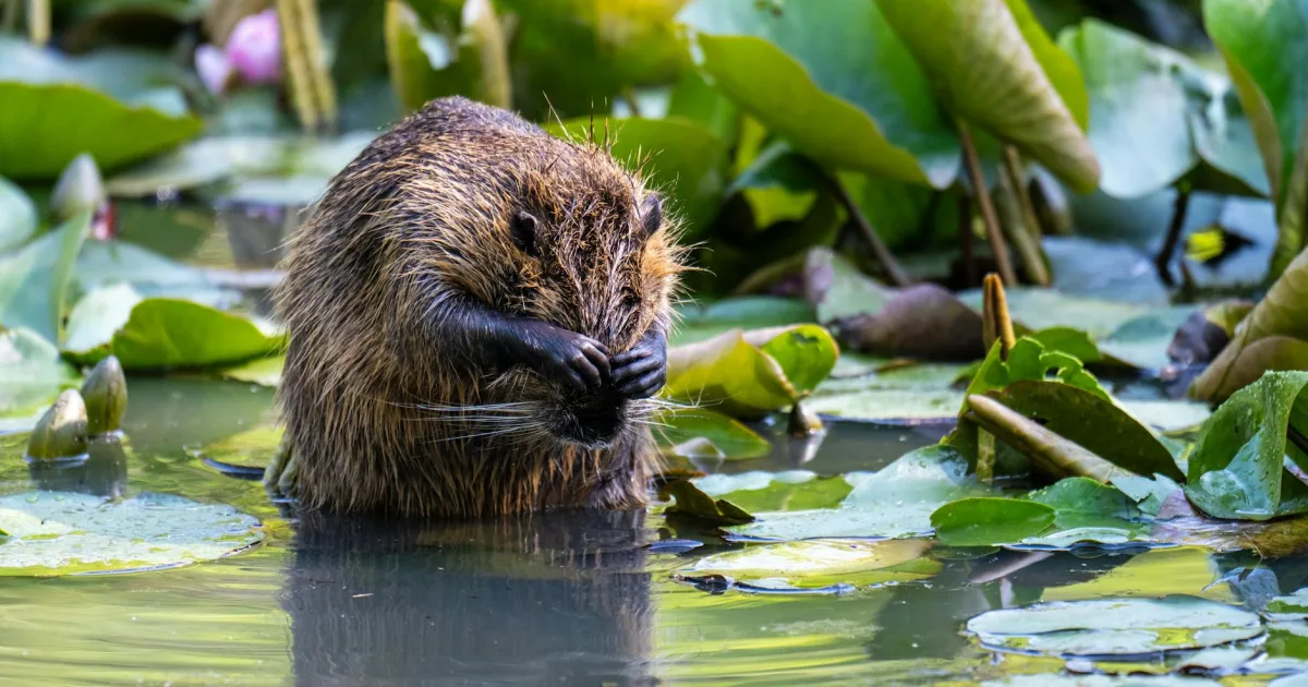 Downtown Beaverdam, OH, OH