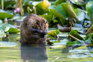 Downtown Beaverdam, OH, OH