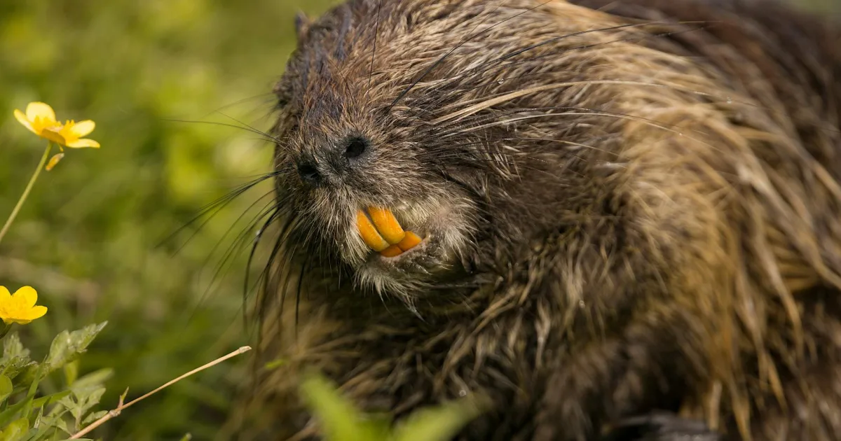 Downtown Beaverton, AL, AL