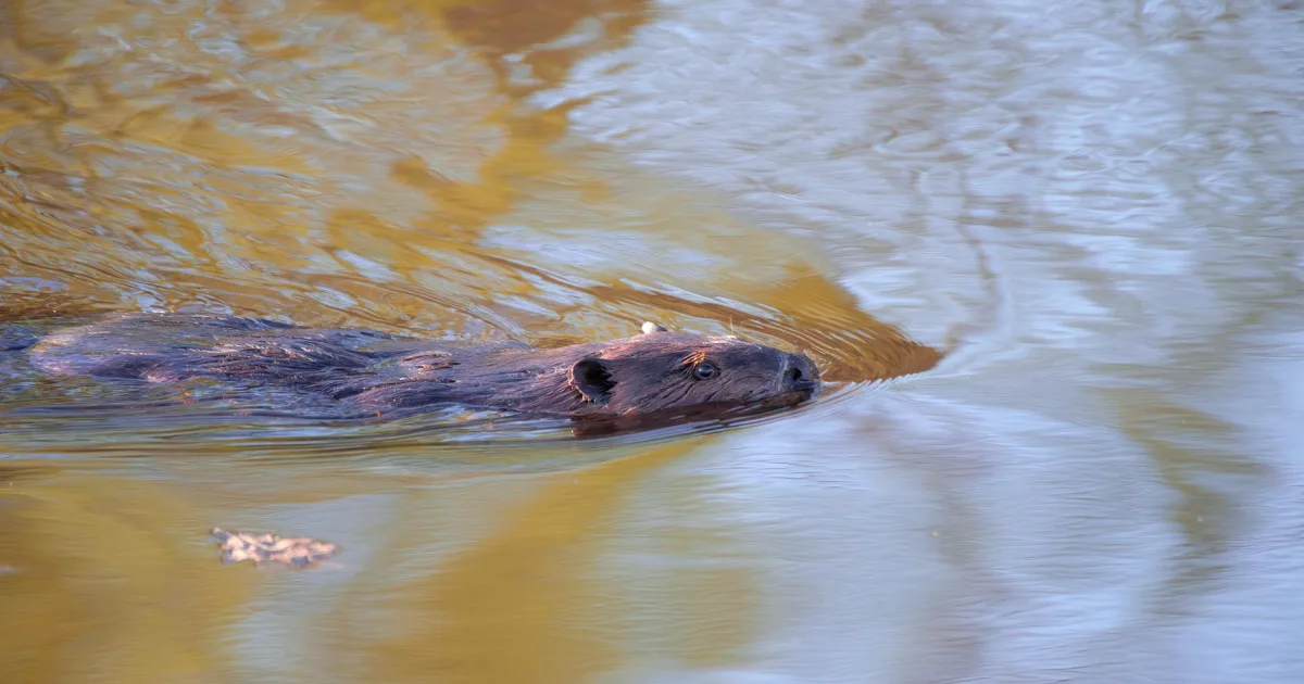 Downtown Beaverton, OR, OR