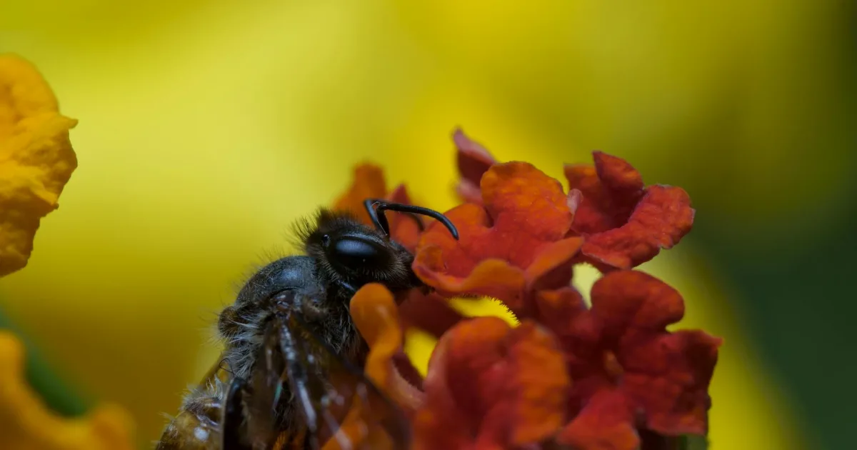 Downtown Bee Ridge, FL, FL
