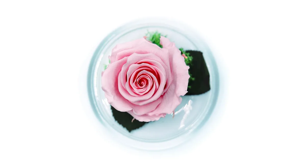 Downtown Belle Rose, LA, LA