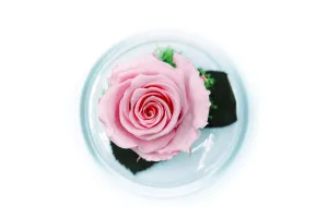 Downtown Belle Rose, LA, LA