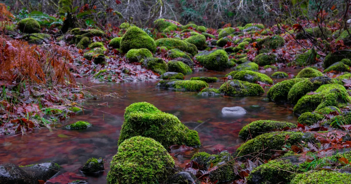 Downtown Berry Creek, CA, CA