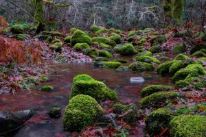Downtown Berry Creek, CA, CA