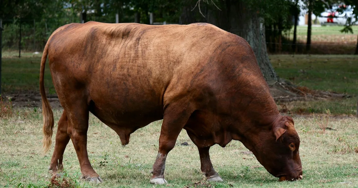 Downtown Bingham Farms, MI, MI