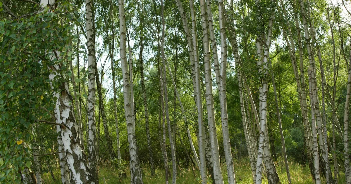 Downtown Birch Bay, WA, WA