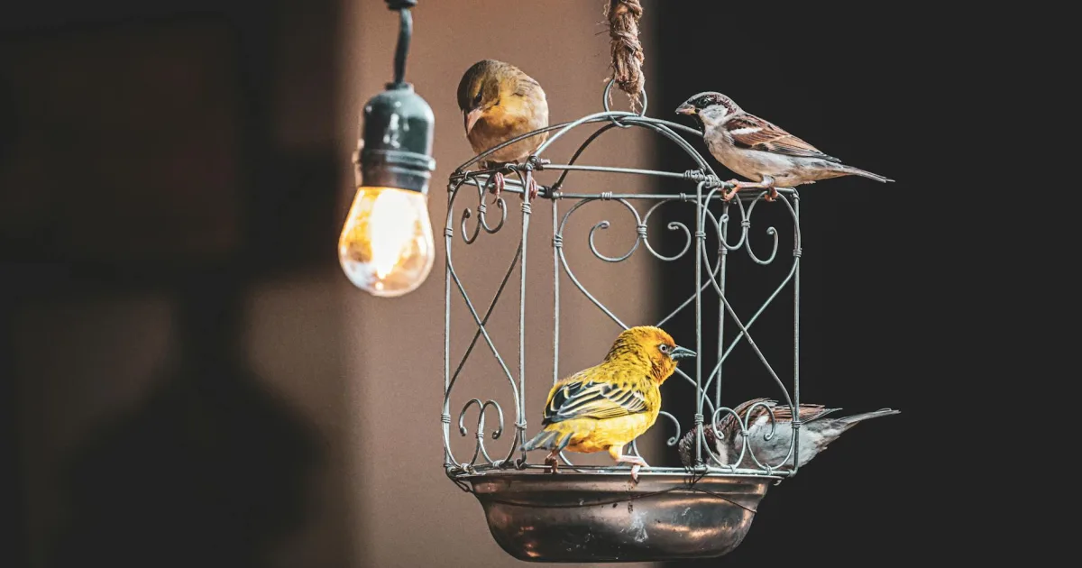 Downtown Bird Cage, NC, NC