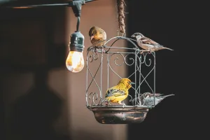 Downtown Bird Cage, NC, NC