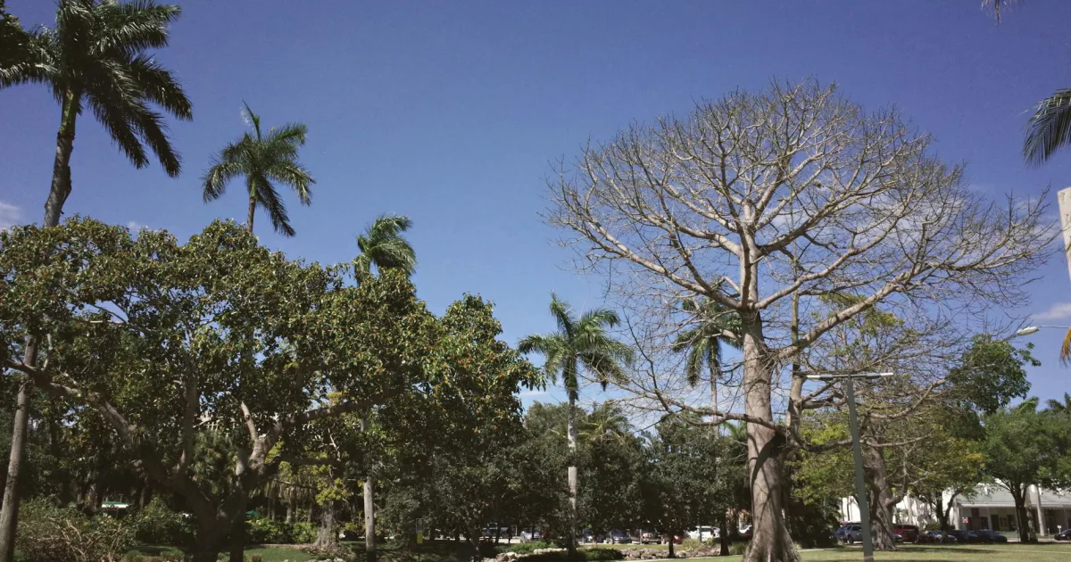 Downtown Biscayne Park, FL, FL