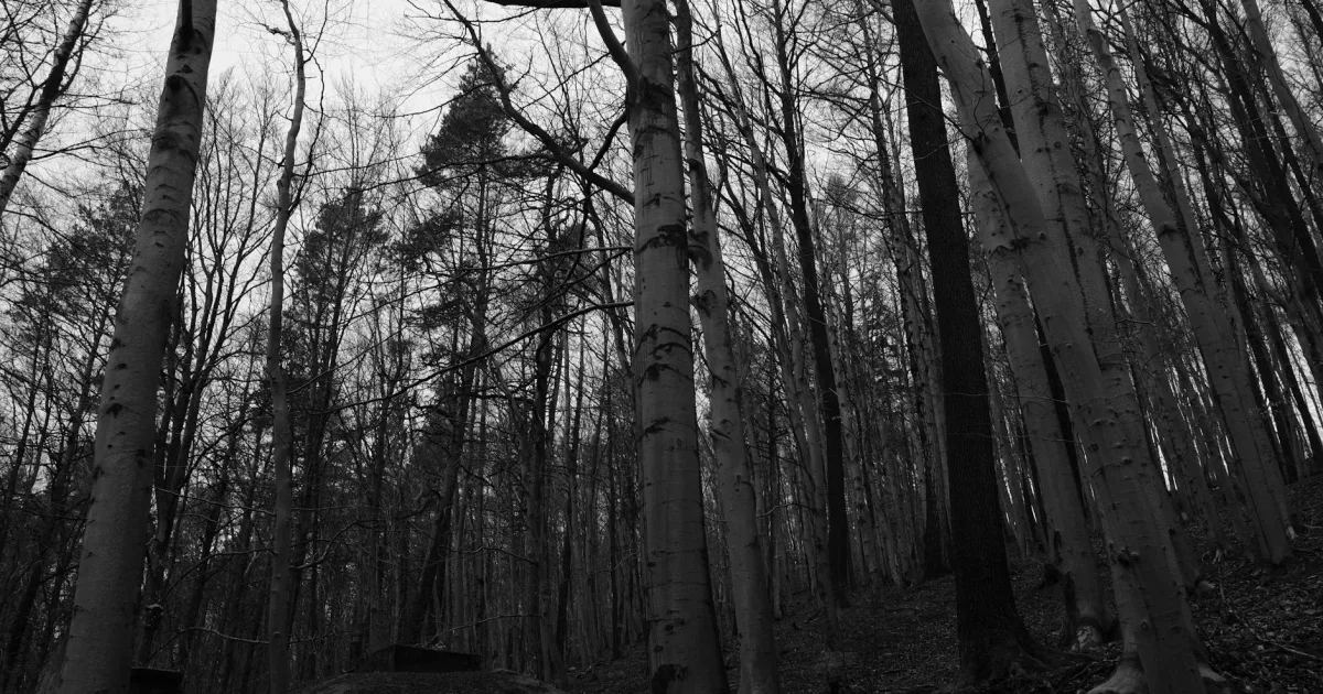 Downtown Black Forest, CO, CO