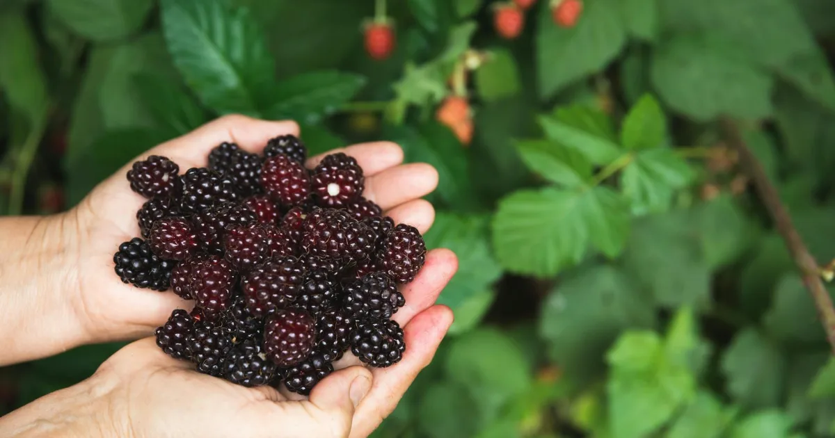 Downtown Blackberry, MN, MN