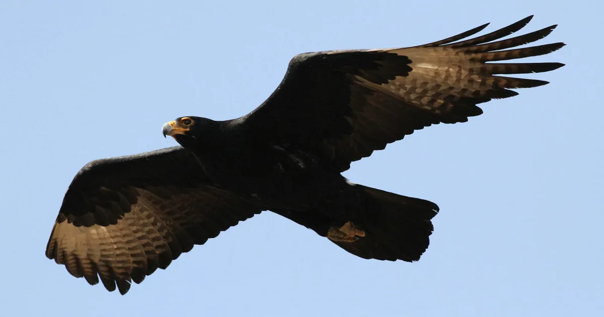 Downtown Blackhawk, IL, IL