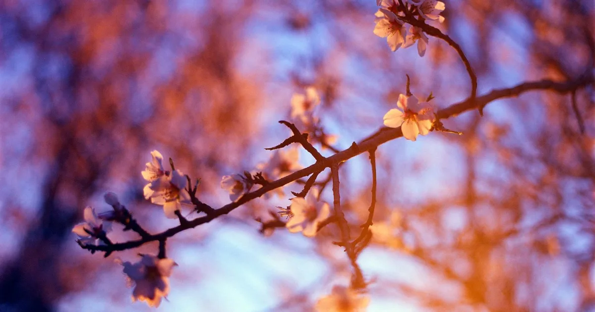 Downtown Blossom, TX, TX