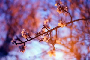 Downtown Blossom, TX, TX